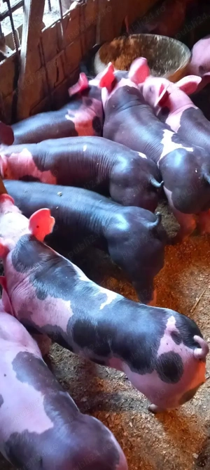 Vand purcei pietrain belgian pur