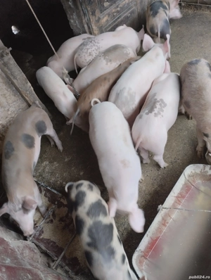 purcei de 10 saptamini - imagine 2 purcei de 10 saptamini - imagine 2