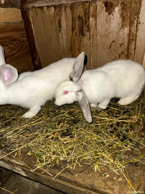 Vand iepuri  - imagine 2