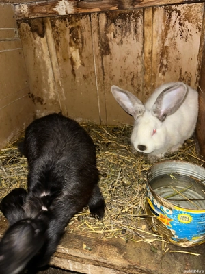 Vand iepuri  - imagine 3