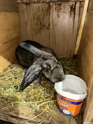 Vand iepuri  - imagine 4