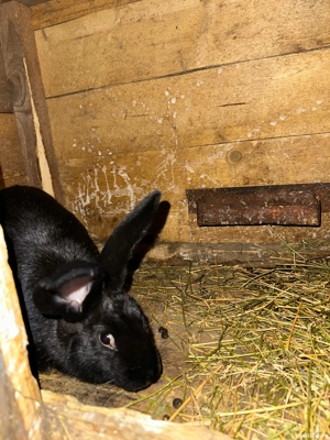 Vand iepuri  - imagine 5