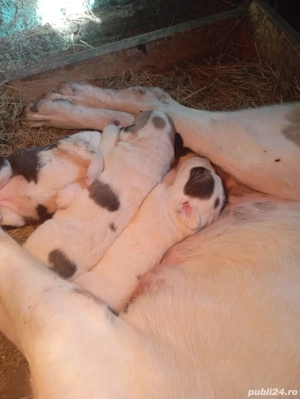 pui ciobănesc asia centrala 