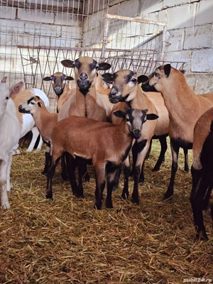 Miei si oi de camerun   Oi de carne   Oi care nu se tund   Oi speciale - imagine 3