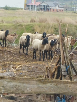 Vând oi și capre  - imagine 2