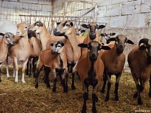 Miei si oi de camerun   Oi de carne   Oi care nu se tund   Oi speciale - imagine 2