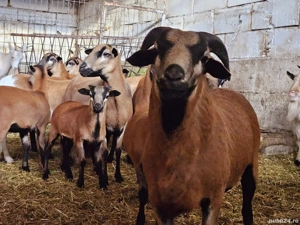 Miei si oi de camerun   Oi de carne   Oi care nu se tund   Oi speciale