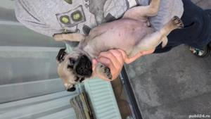 Pug Mops Carlino - imagine 5 Pug Mops Carlino - imagine 5
