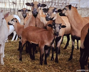 Miei si oi de camerun   Oi de carne   Oi care nu se tund   Oi speciale - imagine 4