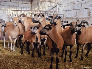 Miei si oi de camerun   Oi de carne   Oi care nu se tund   Oi speciale - imagine 5