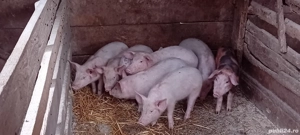 Purcei frumoșii  - imagine 2