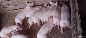 Purcei frumoșii  - imagine 4