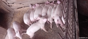 Purcei frumoșii  - imagine 3