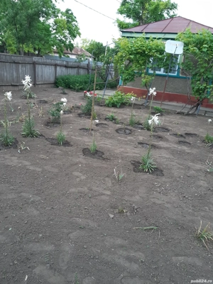 vand casa batraneasca - imagine 2