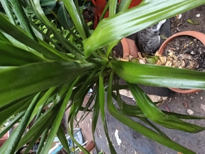 Plante decorative la ghiveci diverse de 50-200 cm