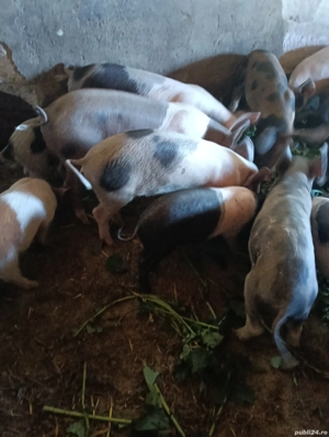 vind purcei  - imagine 3