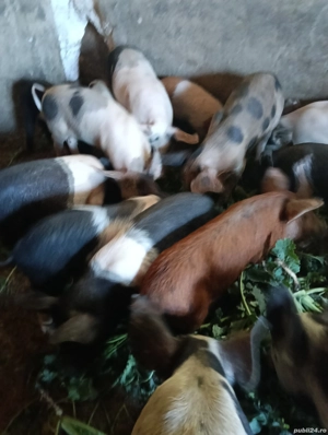 vind purcei  - imagine 2