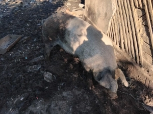 Vand porci intre 80-250 kg