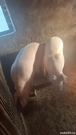 Vând Porci, 130-200 kg - imagine 3