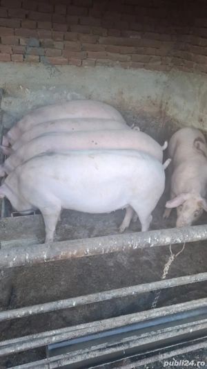 Vând Porci, 130-200 kg