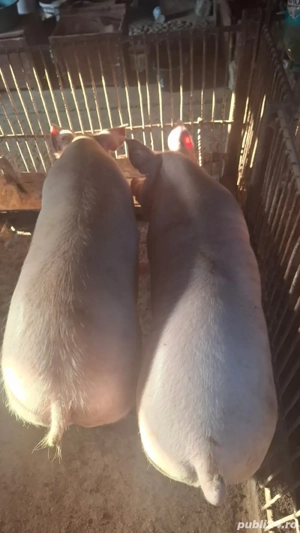 Vând Porci, 130-200 kg - imagine 2