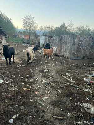 5 capre si un tap - imagine 5 5 capre si un tap - imagine 5