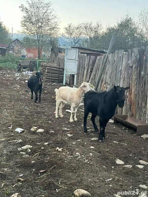 5 capre si un tap - imagine 3 5 capre si un tap - imagine 3