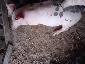 Vierut pietrain belgian  - imagine 3 Vierut pietrain belgian  - imagine 3