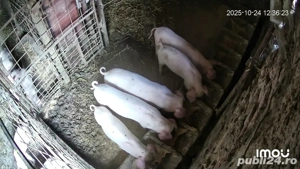 purcei mascuri  landrace 8 sapt - imagine 2