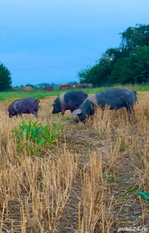 vand purcei din rasa bazna duroc si mangalita 