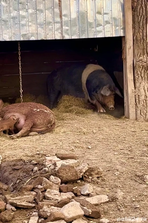 vand purcei din rasa bazna duroc si mangalita  - imagine 3