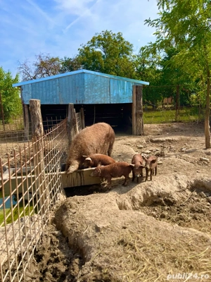 vand purcei din rasa bazna duroc si mangalita  - imagine 5