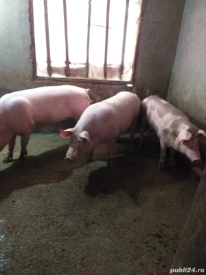 PORCI de sacrificat 