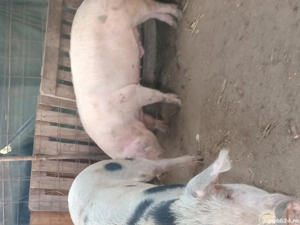 Porci 150- 220 kg - imagine 5