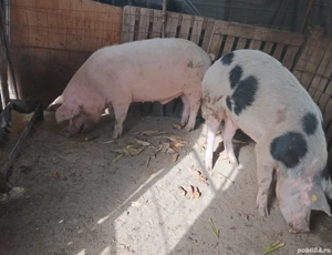 Porci 150- 220 kg - imagine 2