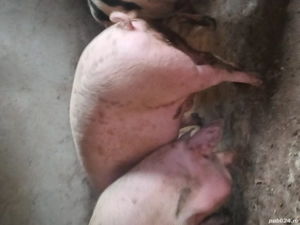 Porci 150- 220 kg - imagine 4