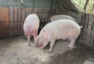 Porci 150- 220 kg - imagine 3