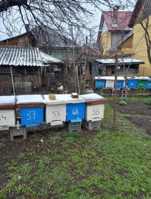 Casă de vânzare Abrud - imagine 4