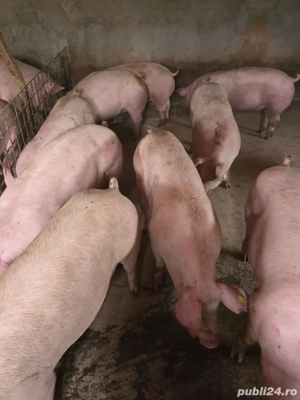 porci de vanzare 