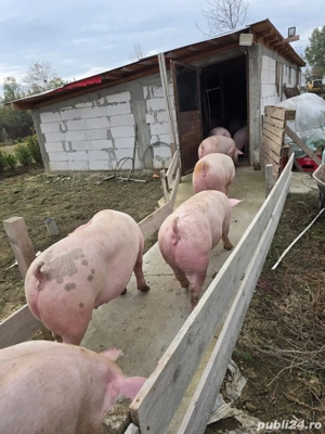 porci de vanzare  - imagine 5