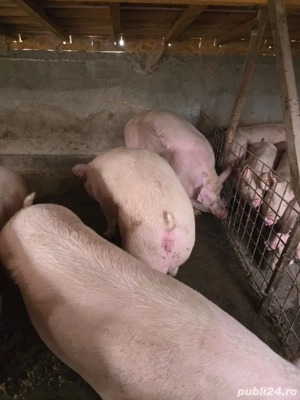 porci de vanzare  - imagine 2