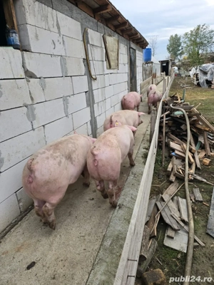 porci de vanzare  - imagine 3