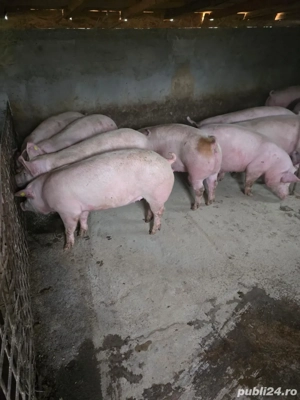 porci de vanzare  - imagine 4
