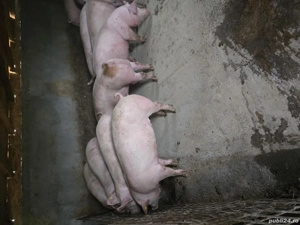 porci de vanzare