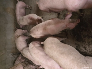 porci de vanzare - imagine 4