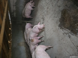 porci de vanzare - imagine 2