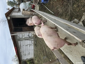 porci de vanzare - imagine 3