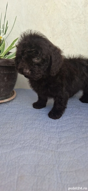 Pudel toy fetiță  - imagine 2 Pudel toy fetiță  - imagine 2