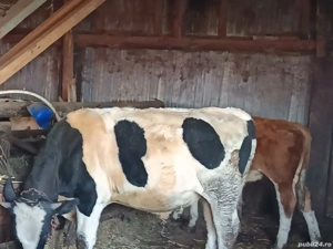 vând viței  - imagine 2 vând viței  - imagine 2