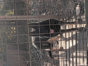 cane ciobănesc german 